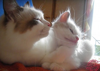 Ginger et son bébé - Chatterie Ragdolls du Val de Beauvoir